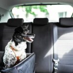 asiento de coche para perros