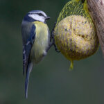bola de grasa para pájaros