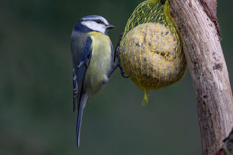 bola de grasa para pájaros