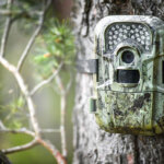 cámara de caza