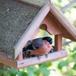 casita para pájaros