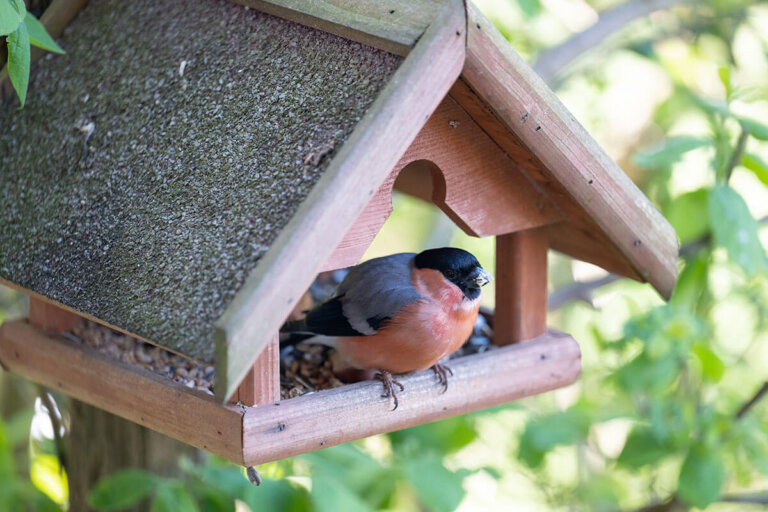 casita para pájaros