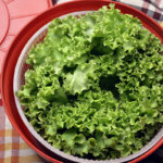 centrifugadora de lechuga