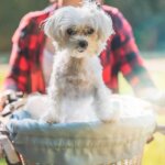 cesta de bicicleta para perros