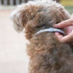collar antigarrapatas para perros