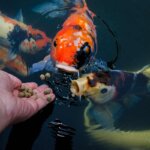 comida para carpas koi