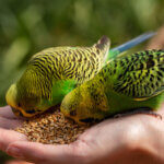 comida para pájaros