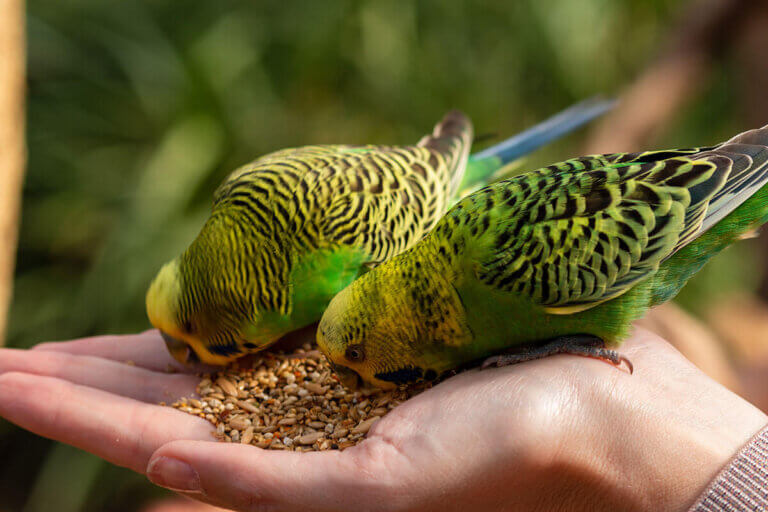 comida para pájaros