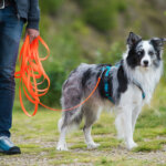 correa de adiestramiento para perros