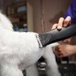 cortapelos para perros