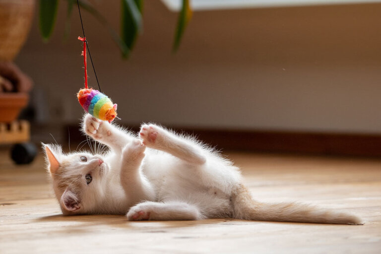 juguete para gatos