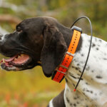 localizador GPS para perros