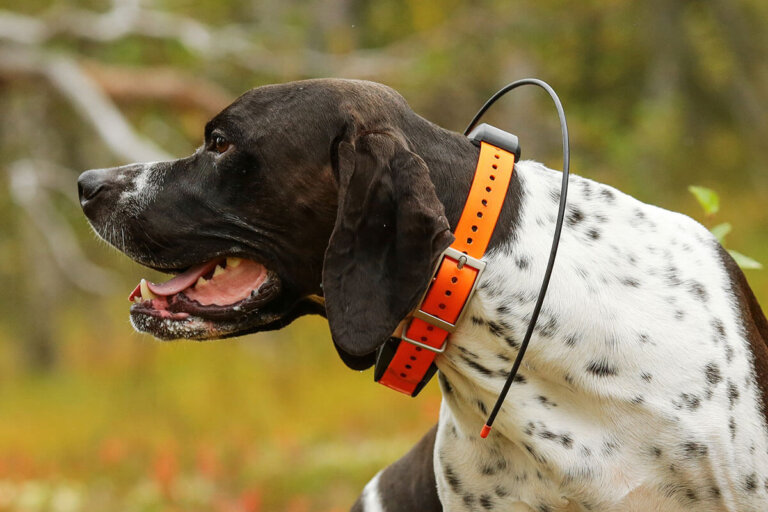 localizador GPS para perros