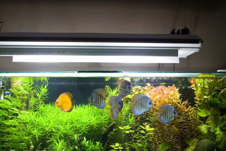 luz para acuario