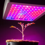 luz para plantas