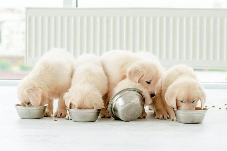 pienso para cachorros