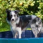 piscina para perros