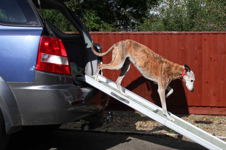 rampa para perros