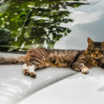 repelente para gatos