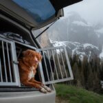 transportín para perros