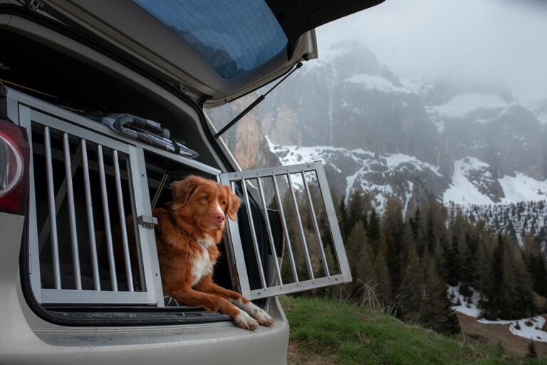 transportín para perros